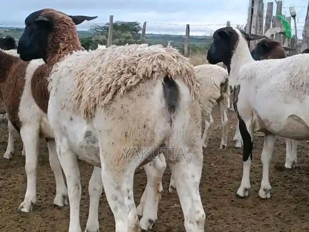 Pure Dorper Sheep - thumbnail 9