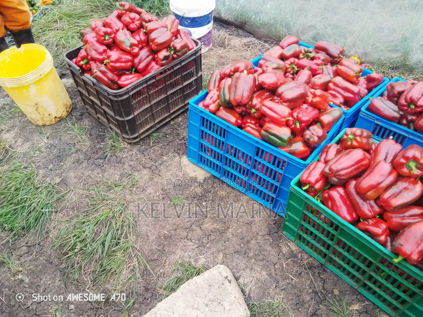 Red Capsicum