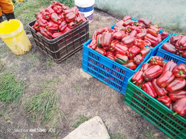 Red Capsicum - main view