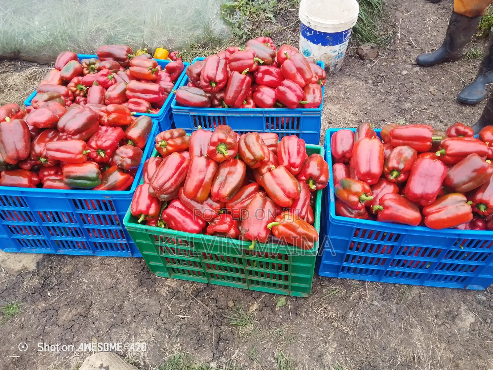Red Capsicum
