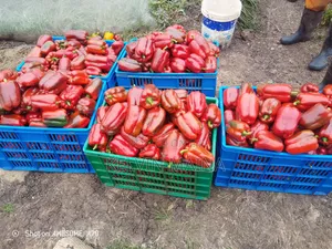Red Capsicum