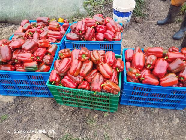 Red Capsicum - thumbnail 2