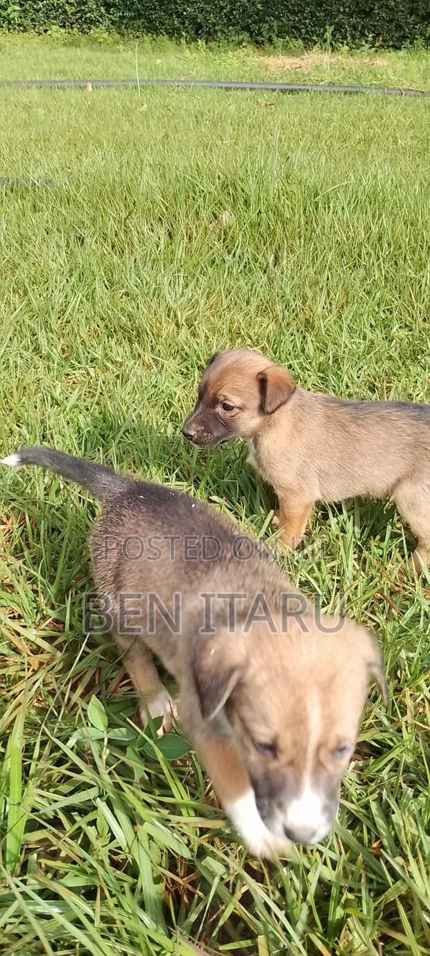 0-1 month Male Mixed Breed Doberman Pinscher
