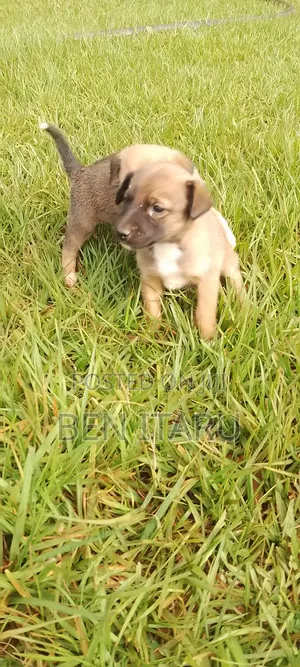 0-1 month Male Mixed Breed Doberman Pinscher