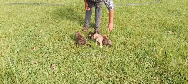 0-1 month Male Mixed Breed Doberman Pinscher - thumbnail 2