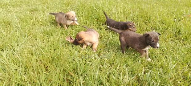 0-1 month Male Mixed Breed Doberman Pinscher - thumbnail 3