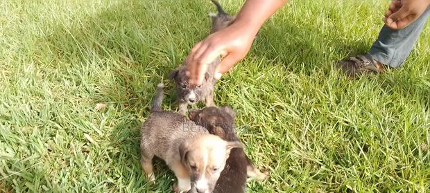 0-1 month Male Mixed Breed Doberman Pinscher