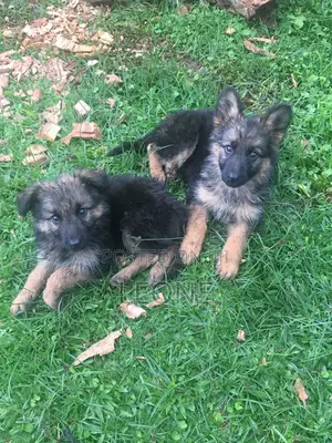 3-6 months Male Purebred German Shepherd