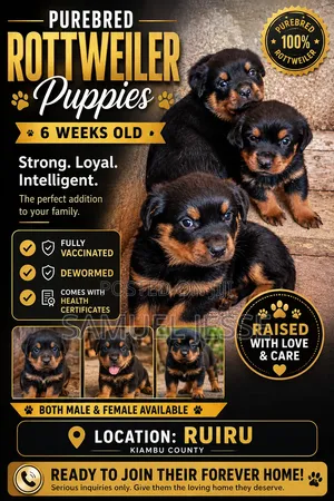 1-3 months Female Purebred Rottweiler