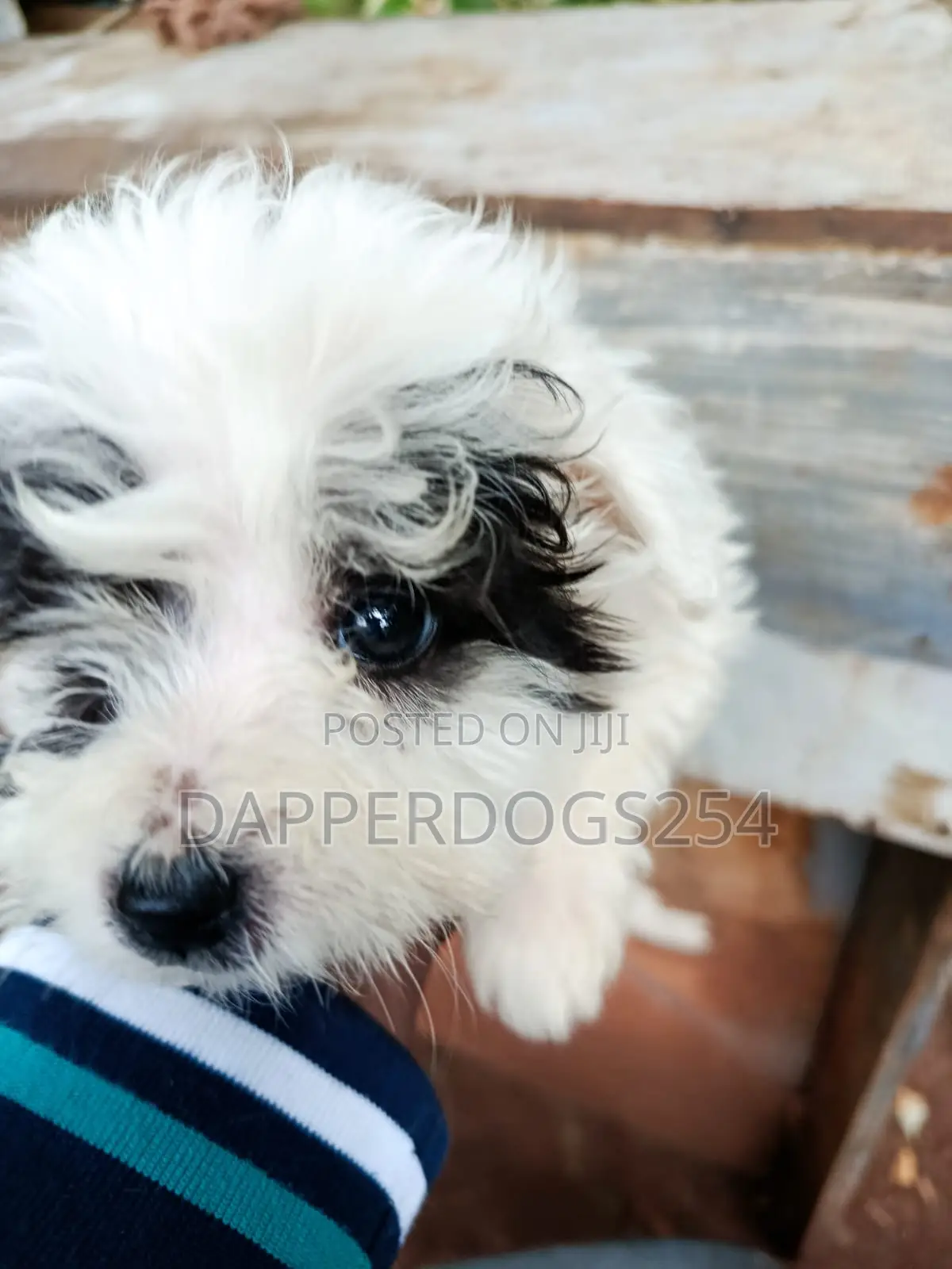 1-3 months Male Purebred Havanese