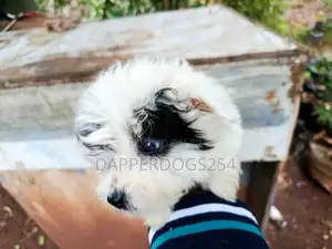 1-3 months Male Purebred Havanese