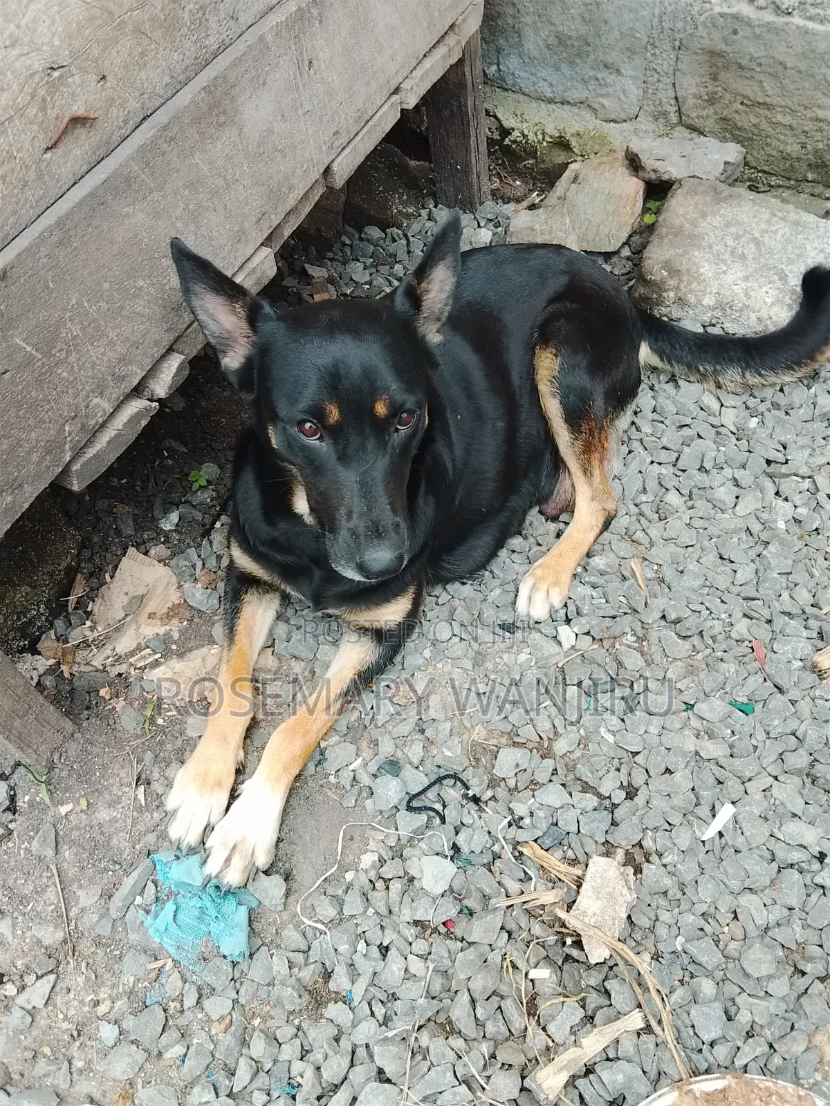 1+ year Female Purebred German Shepherd