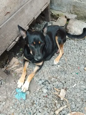 1+ year Female Purebred German Shepherd