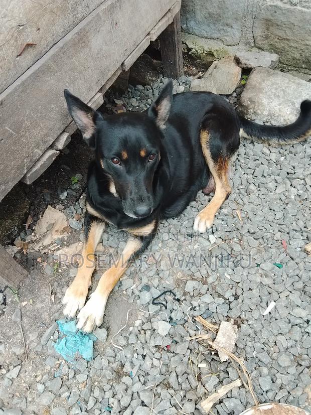 1+ year Female Purebred German Shepherd