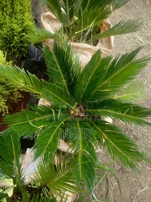 Potted Paradise Naivasha