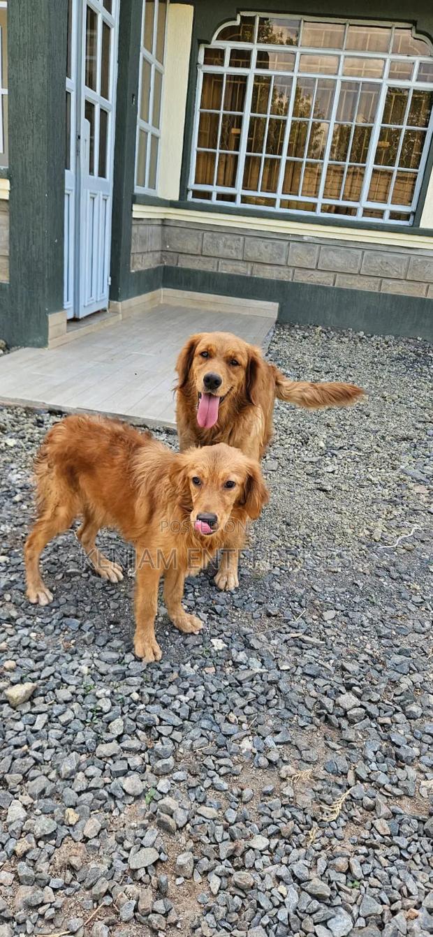 3-6 months Male Purebred Golden Retriever - main view