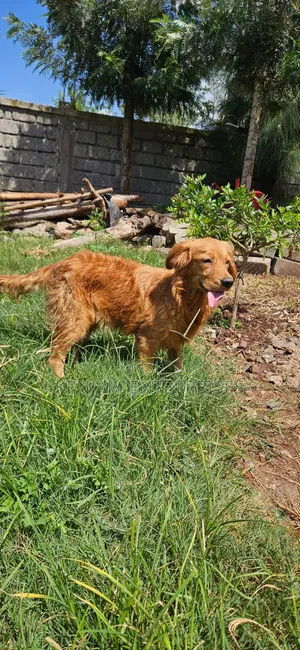 3-6 months Female Purebred Golden Retriever