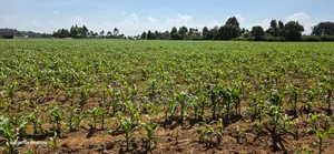 5 Acres for Sale in Illuoa Eldoret