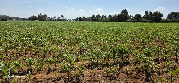 5 Acres for Sale in Illuoa Eldoret - thumbnail 2