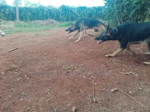 6-12 months Male Purebred German Shepherd