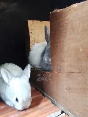 Rabbits For Sale