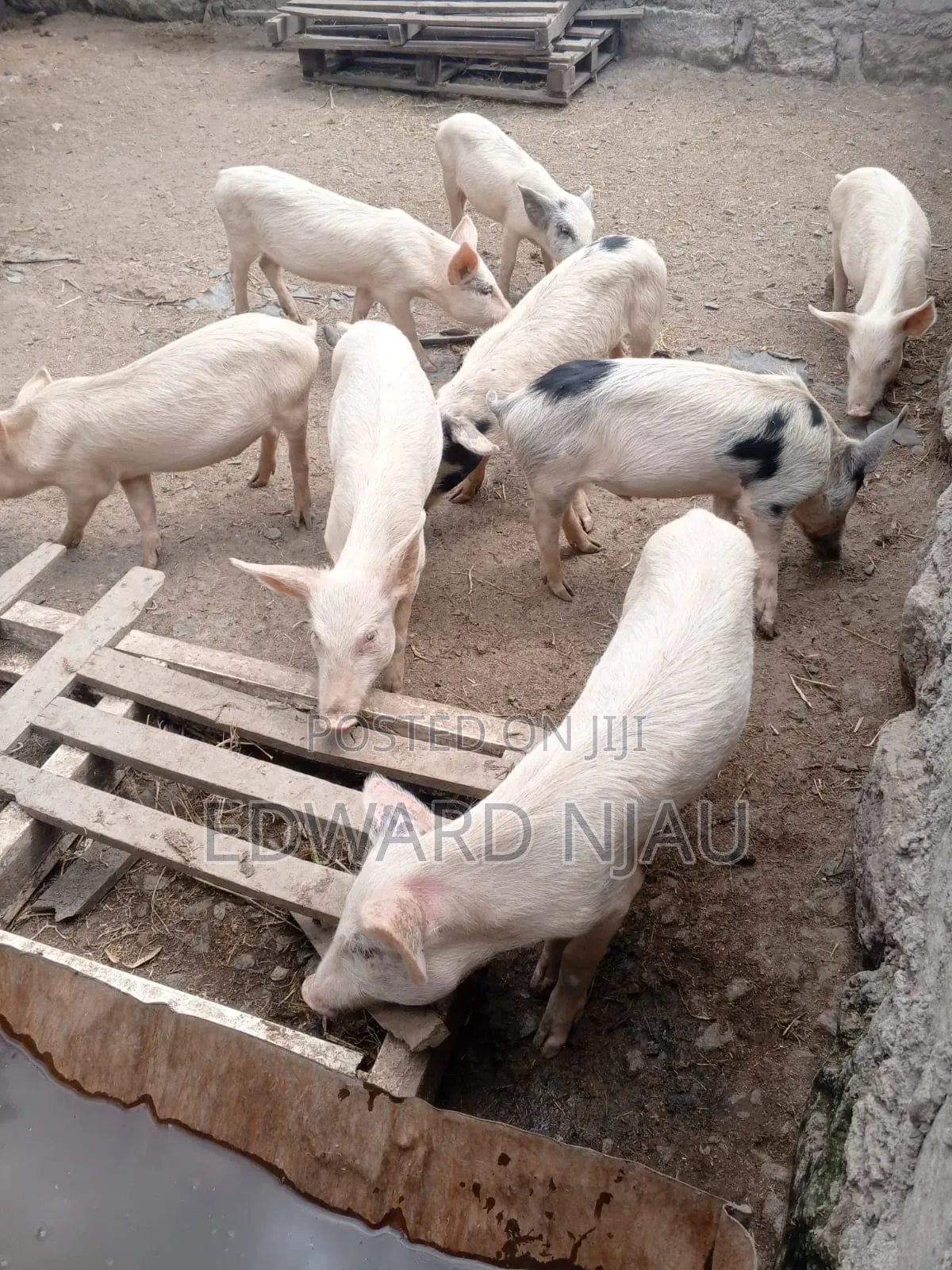 White Piglets