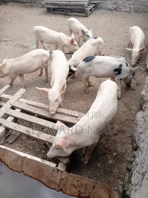 White Piglets