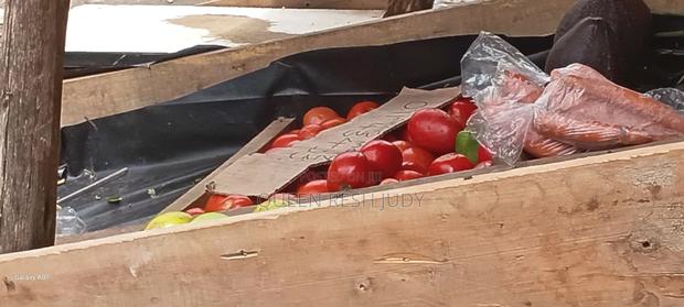 Fresh Tomato for Sell