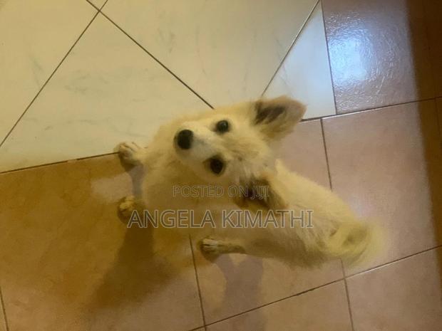 1-3 months Male Purebred Japanese Spitz