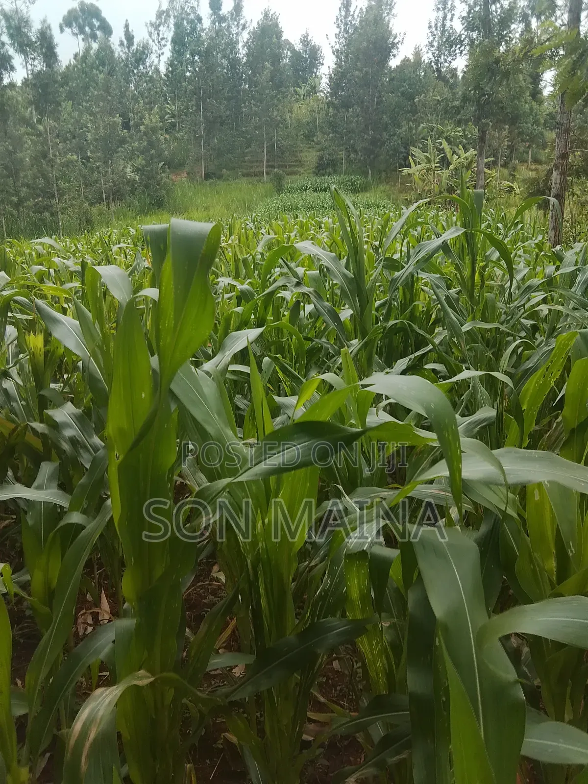 Yellow Maize for Silage