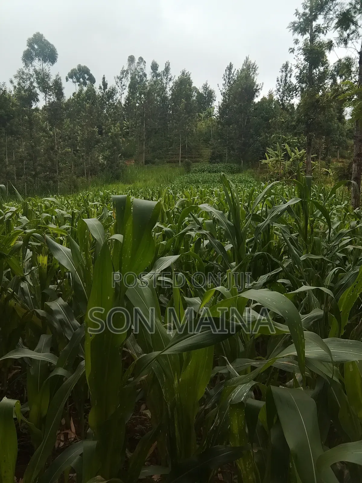 Yellow Maize for Silage