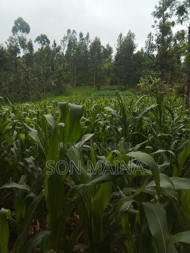 Yellow Maize for Silage - thumbnail 7