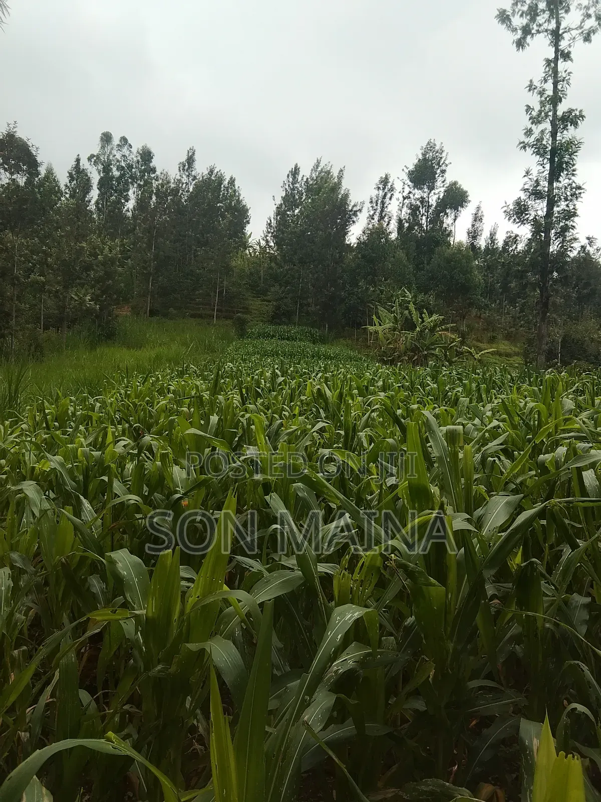 Yellow Maize for Silage
