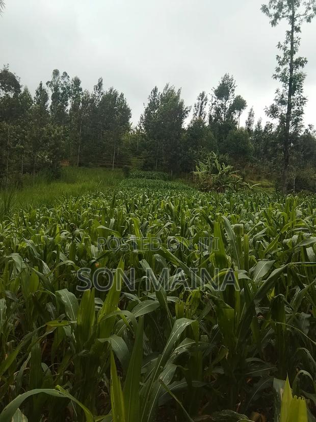 Yellow Maize for Silage - thumbnail 8