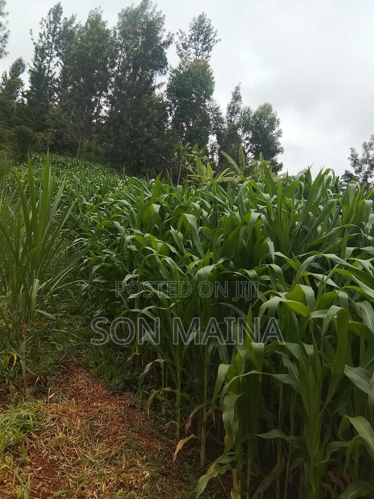 Yellow Maize for Silage