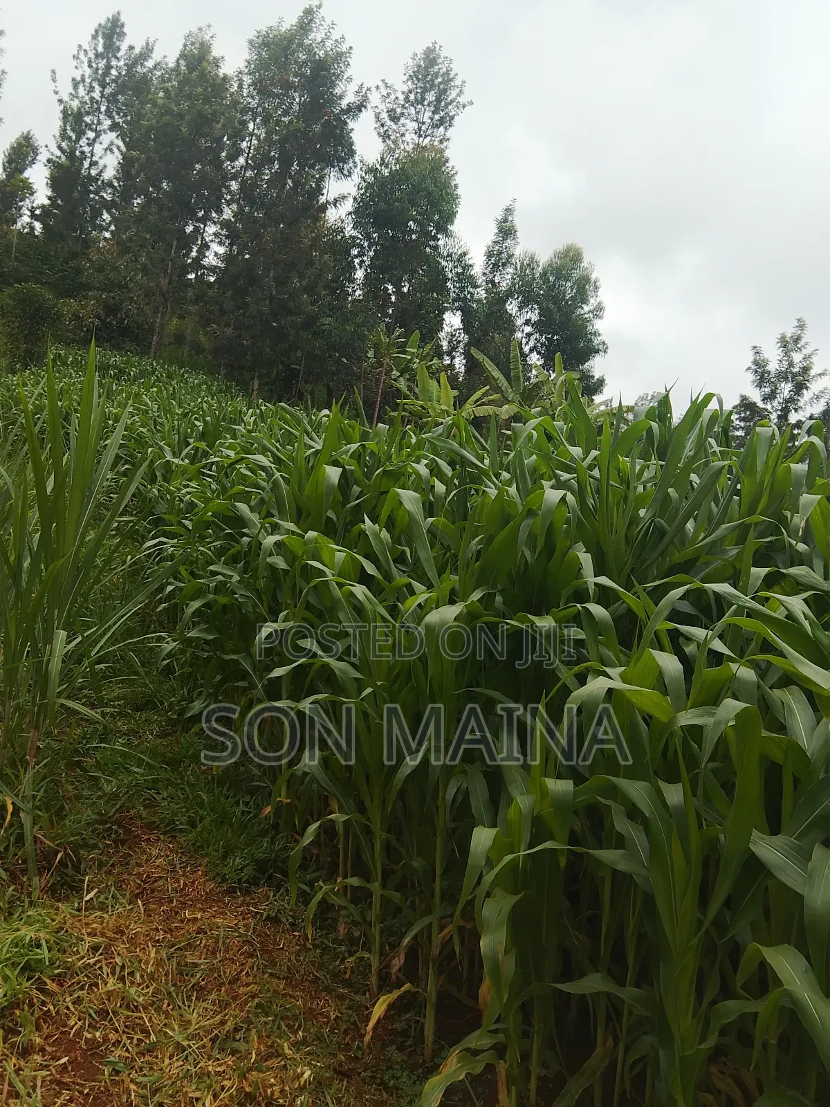 Yellow Maize for Silage
