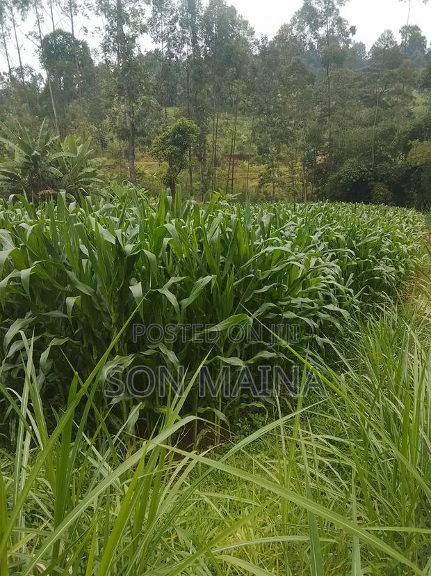 Yellow Maize for Silage - thumbnail 11