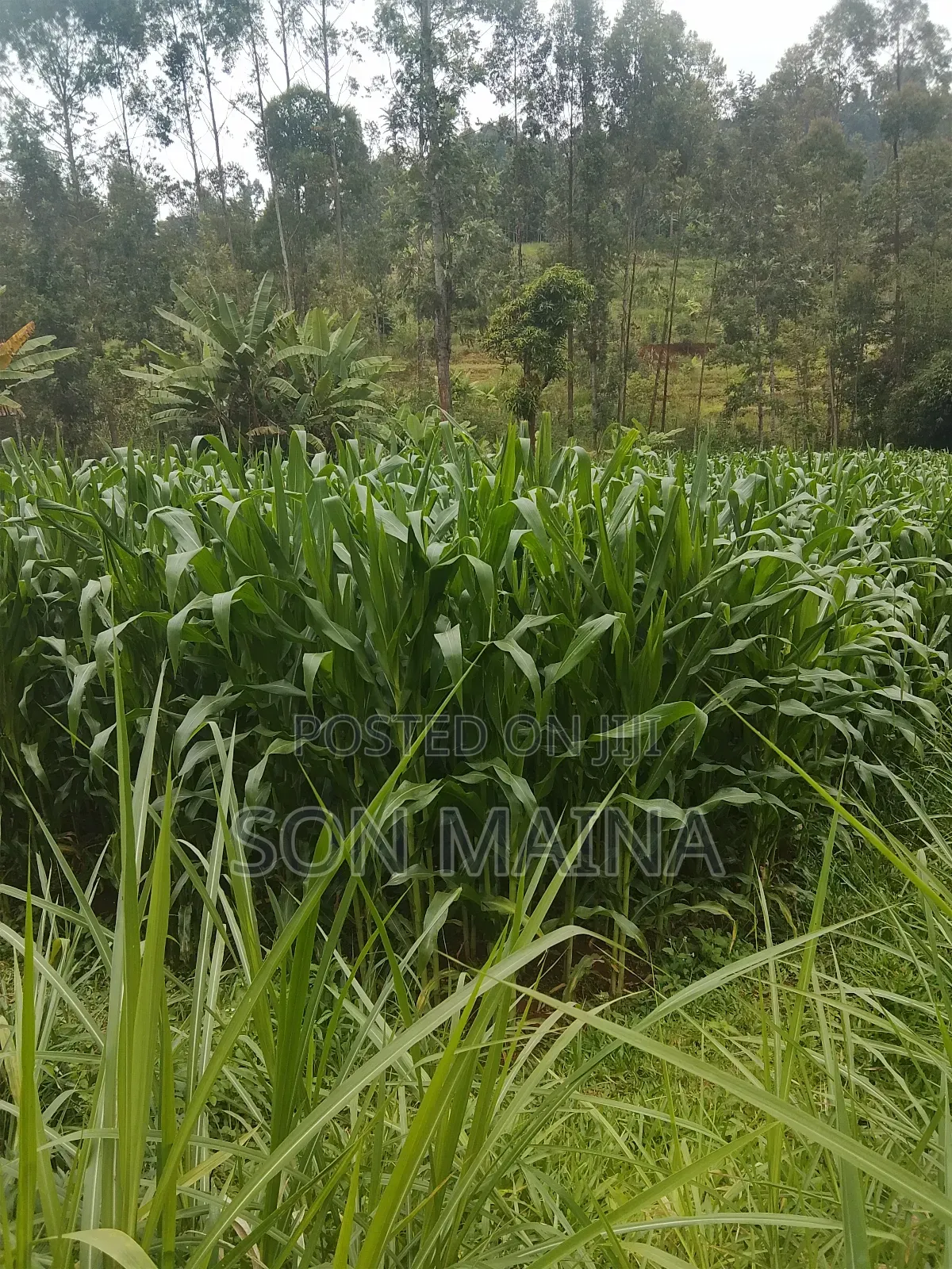 Yellow Maize for Silage