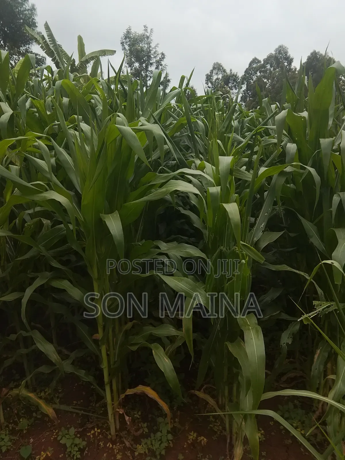 Yellow Maize for Silage