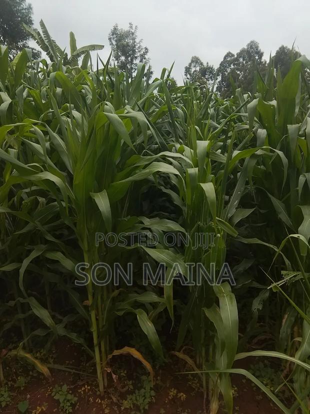 Yellow Maize for Silage - thumbnail 13
