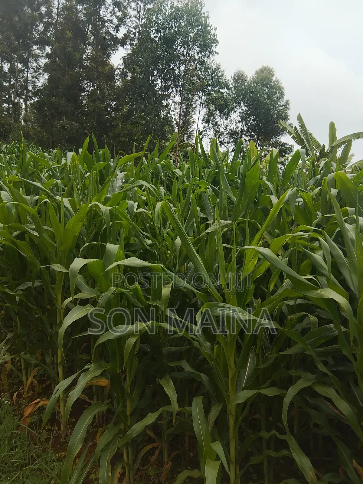 Yellow Maize for Silage