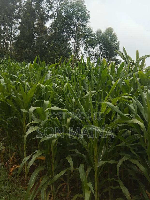 Yellow Maize for Silage - thumbnail 14