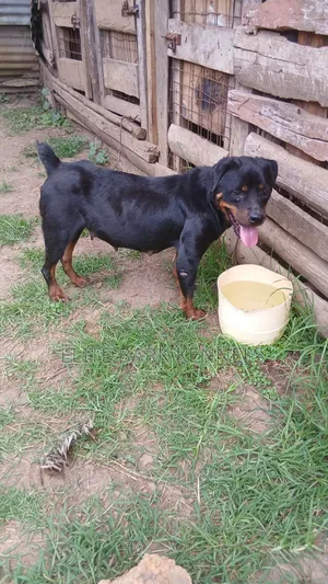 1+ year Female Purebred Rottweiler