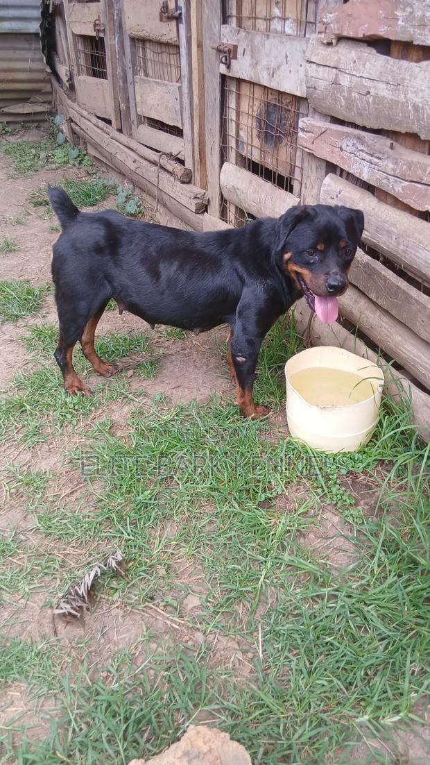 1+ year Female Purebred Rottweiler