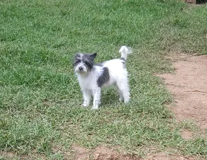 3-6 months Female Purebred Maltese