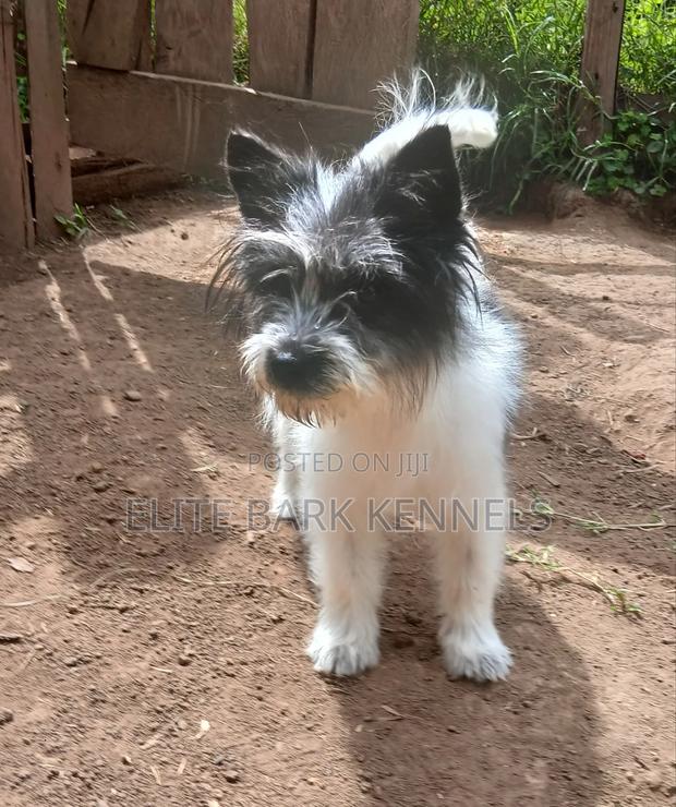 3-6 months Female Purebred Maltese - thumbnail 2