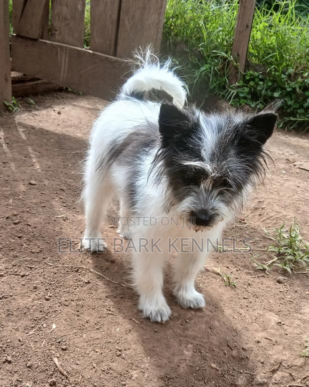 3-6 months Female Purebred Maltese - thumbnail 3