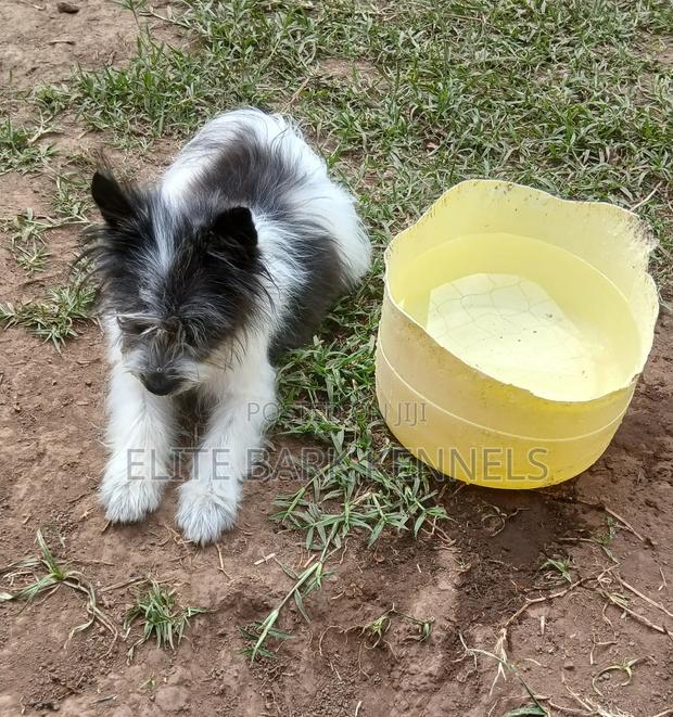 3-6 months Female Purebred Maltese - thumbnail 5