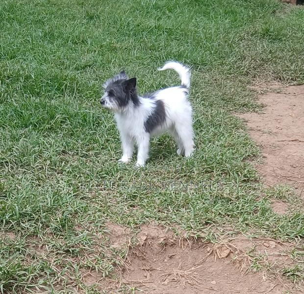3-6 months Female Purebred Maltese - thumbnail 6
