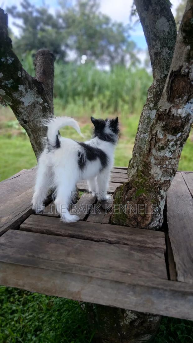 3-6 months Female Purebred Maltese - thumbnail 8